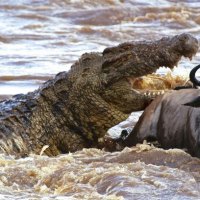 Crocodilos, jacarés e répteis similares