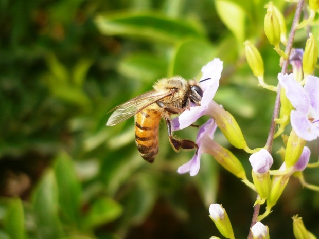 Alma de abelha