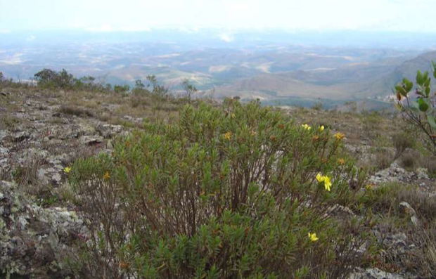 Trembleya rosmarinoides, espécie endêmica na Serra do Gandarela