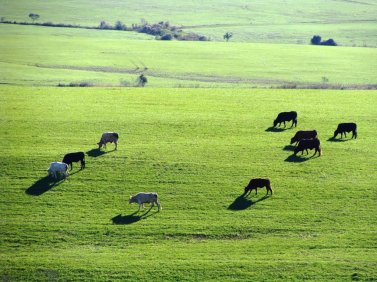 Vacas e bois em exercício de repasto no gramado