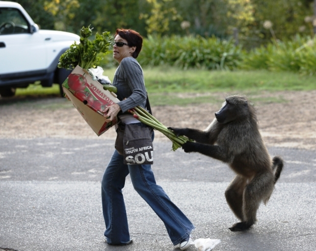Flagrante do macho babuíno roubando uma cidadã