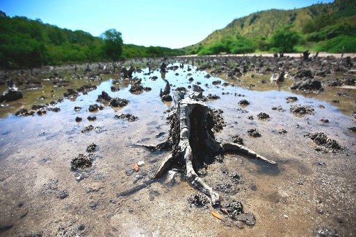Imagem de manguezal devastado