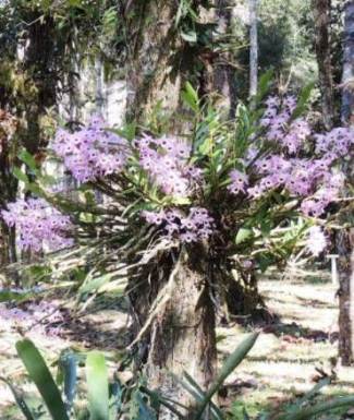 Orquídeas no tronco